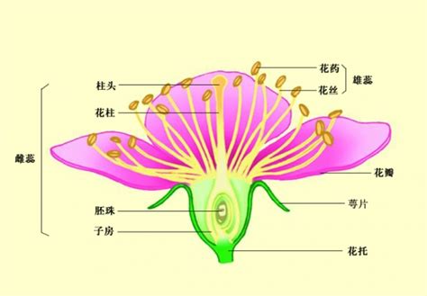 花形状|花的形态结构 